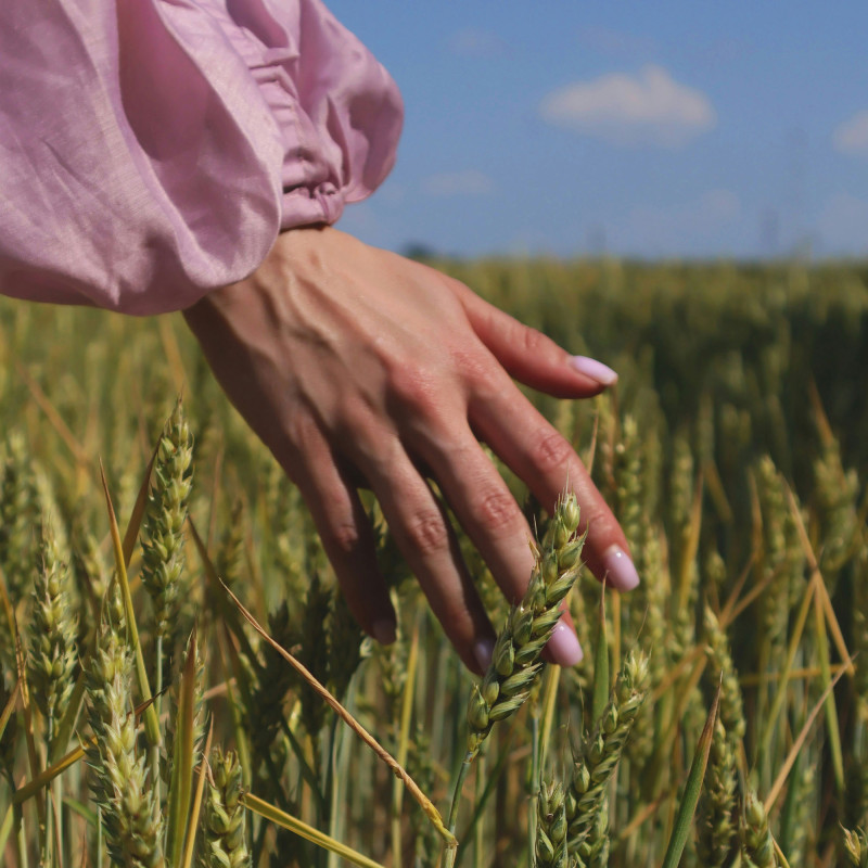 Main dans les champs de blé qui porte du vernis rose perle